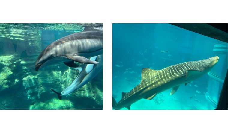 海遊館のイルカとジンベエザメ
